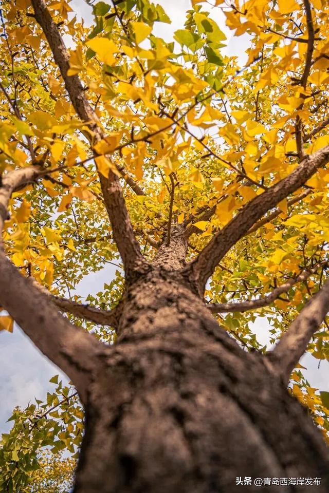 走不出这画了，我已被西海岸的秋景迷倒 🥹