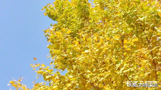 评分秋色：随州为啥被称为“杏”运城市？