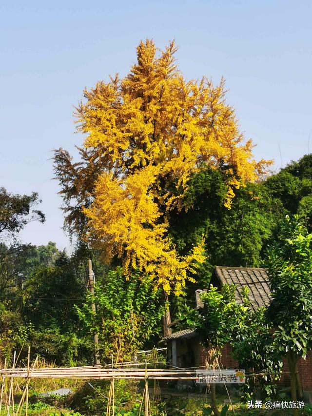大安叶家沟古道旁的银杏黄