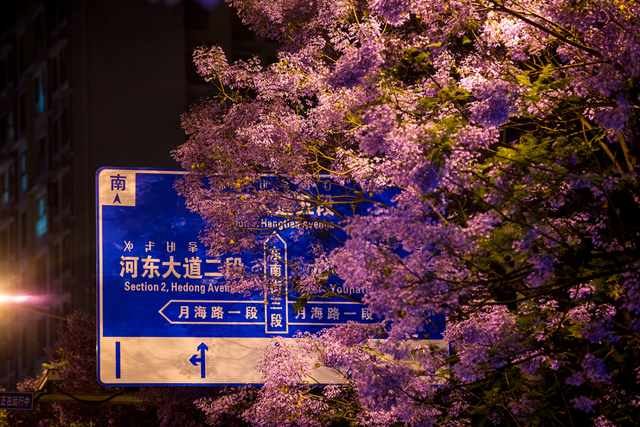 比大理浪漫！比昆明更近！高铁直达阳光小城，2万株蓝花楹美疯！观海登山，美食吃到爽！