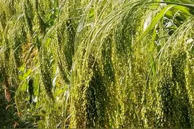 黍子和小米看去相似而它们的不同之处大着呢？图片