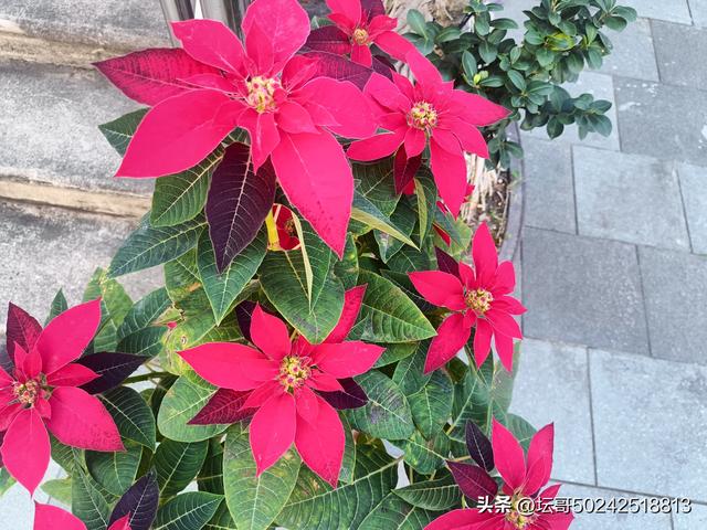 赛岐又一公园走起，快快来吧