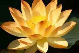 阴间十三站之十二 莲花台图片