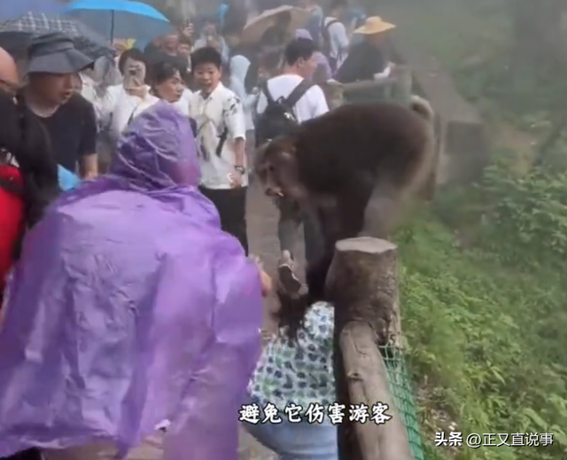 你打猴我打你！小伙威胁景区大爷，身份曝光被骂惨，景区力挺大爷