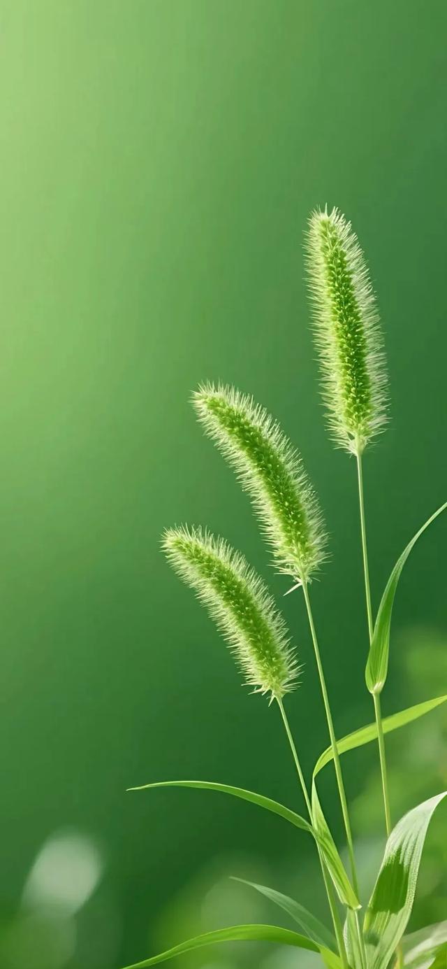 【治愈壁纸】绿色绝美壁纸，养眼