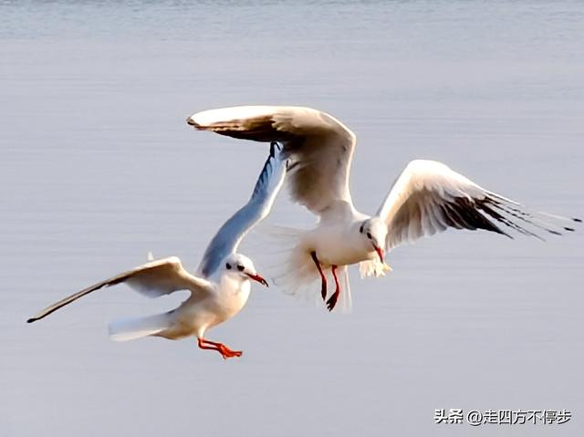 深圳湾观鸟：海舞鸟歌映盛世