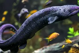 农村冷门暴利特种养殖鳗鱼，亩产1600斤，10斤以上的200元/斤！图片