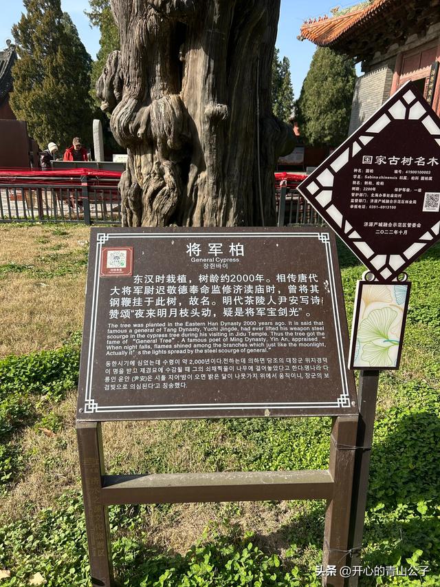 济渎庙里的两棵松柏——洛阳小众古迹之二十五