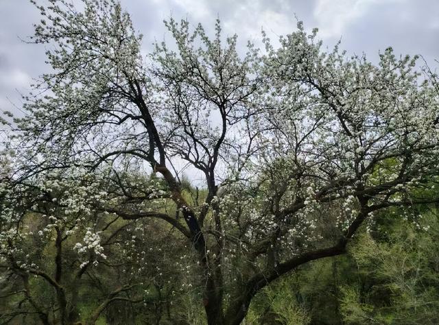 “五一”假期必玩！辽源宝藏赏花地梨花谷，藏不住了！