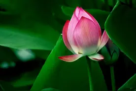 惊人的因果定律：不孝顺父母的人，根本没有好命图片