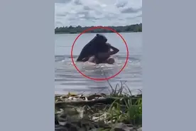 事发哥伦比亚！女子游泳时被卡皮巴拉啃咬头部，险象环生图片