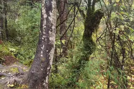 当木头遇上中国山水——邀您赏美图，体验中国版生态智慧（一）图片