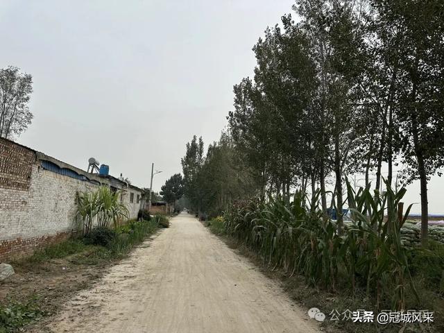 冠县乡韵·桑阿镇野场村