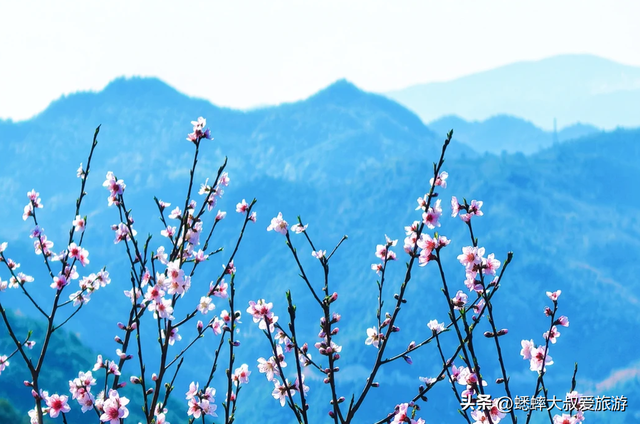 藏在浙江东部的“乡野秘境”，2026宣布免费，可来花海古村之行！