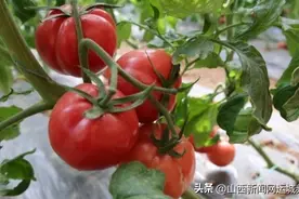 垣曲县皋落乡：“普罗旺斯”西红柿迎春上市 硕果映“红”致富之路图片