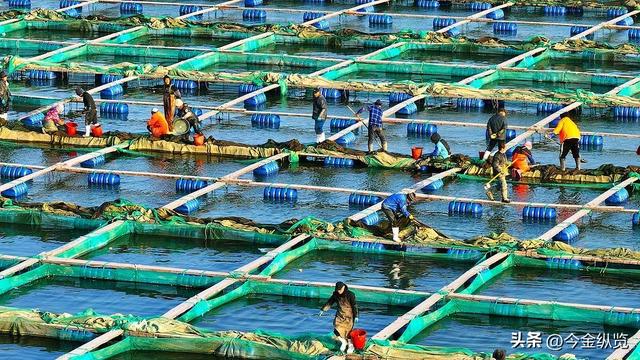 扇贝腐烂，盟友沉默！日本5500亿买不来美国一句撑腰，民调创新低