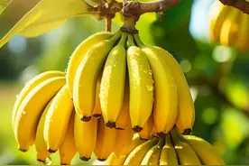 揭秘：全球五亿人的主食——香蕉，为何在中国不受待见？图片