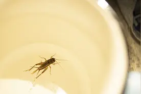 家里面进了蛐蛐有什么说法？蛐蛐来到家里意味着什么？图片