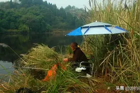 鱼类的两个重要“开口用餐”高峰期，第一个胜过第二个图片