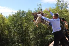 林场职工捡到鸟蛋孵化成大雁，走丢后报警！警方：不能私自饲养图片