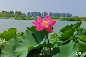 河北保定白洋淀，详细游玩攻略分享，注意事项避坑指南图片