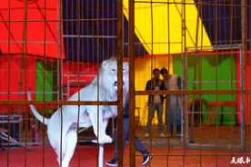 务川龙潭：国庆假期马戏表演精彩连连看图片