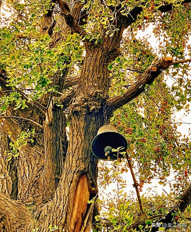 周末去打卡丨“杏”会！颜值高峰来了！