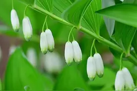 精神分裂克星——玉竹，玉竹治“心”，重塑精神世界图片