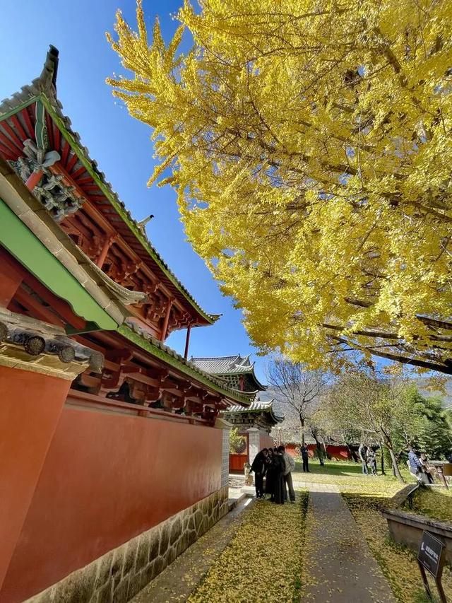 【视界】红墙映金叶!500年古银杏迎最佳观赏期