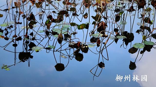 柳州市雀儿山公园荷塘“枯荷听雨”别样美