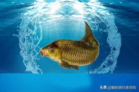鱼安素什么？鱼安素对钓鱼的作用和用法用量图片