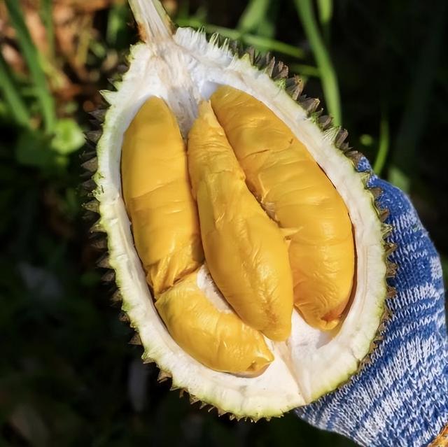 泰国大量水果腐烂，因为摊上的中文标语，中国游客：自己留着吧