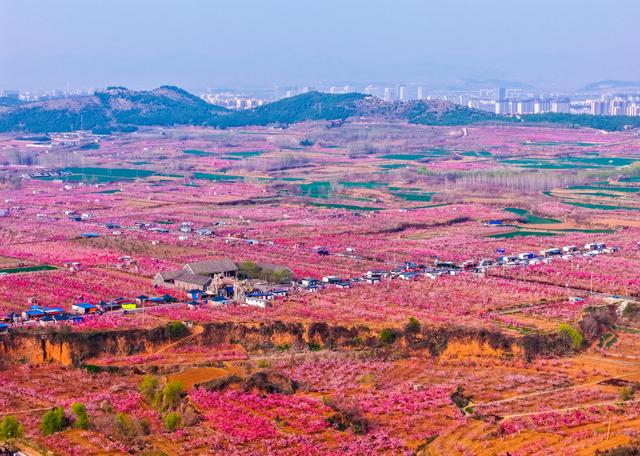 肥城桃花开成海 桃源春风醉若仙