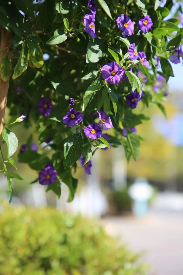 满目皆春！一起邂逅三月好风光
