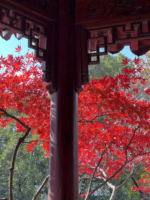 如花如画，每年一见的杭州红叶季到了，错过再等一年。