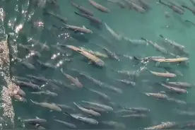 三峡大坝鱼群聚集，密密麻麻全是鱼，十年禁渔:功在当代利在千秋图片