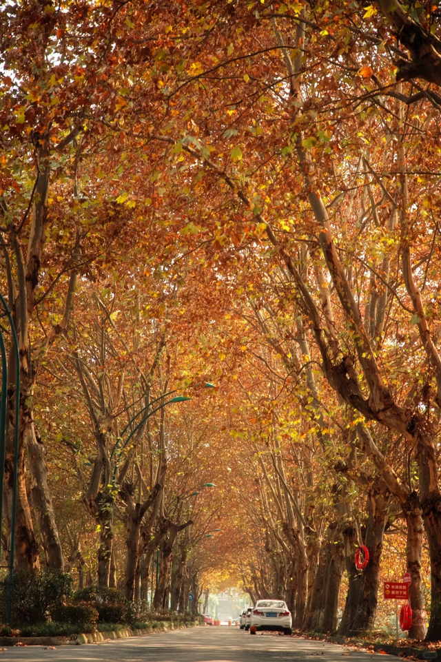成都最美梧桐大道绵延20公里，地铁19号线直达，快去打卡！