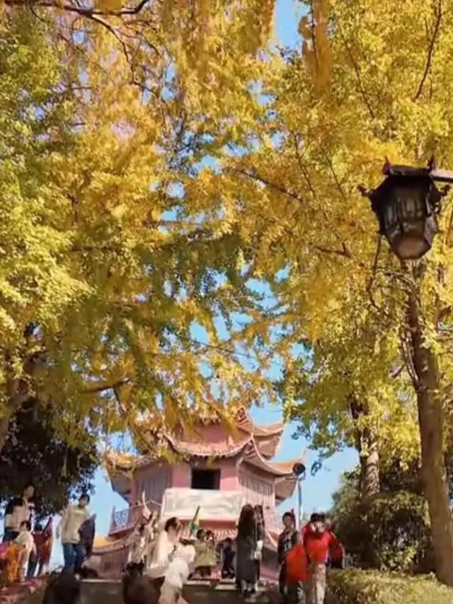 邵阳人藏不住的秋冬快乐!这些“金色浪漫”,@所有人来约!