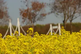 醉美花海！临沂这些宝藏打卡地，一到春天就美得让人心动~图片