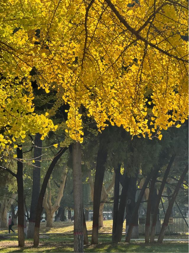 已进入最佳观赏期！石家庄5处银杏观赏公园推荐！