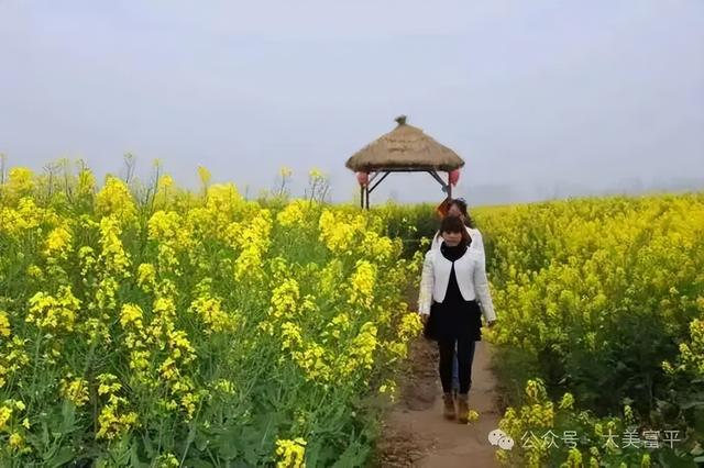 花期、地点、路线，富平春天赏花全攻略！