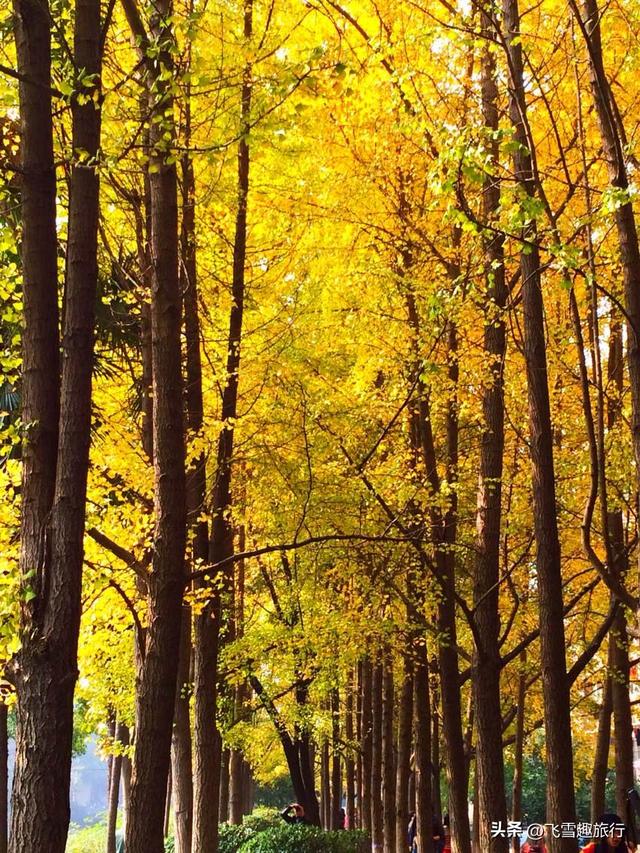 从杭州出发，一小时左右车程，五个风格各异的绝佳赏秋地