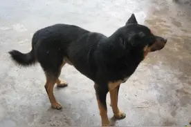 55个中华田园犬品种，你喜欢哪一个图片