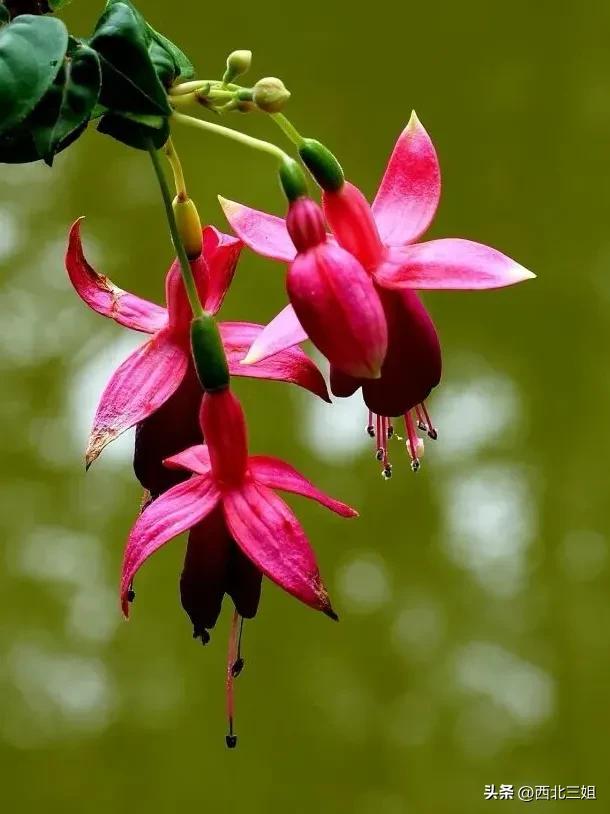 西宁植物园，花开时节恰逢秋