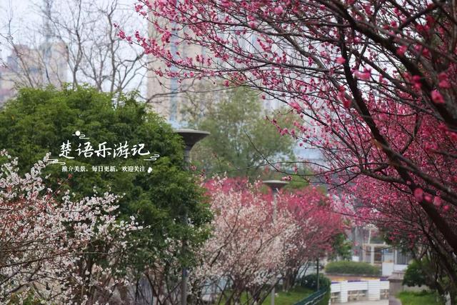 除了月湖公园的梅花，宁波城区这几处赏梅地也很美，交通相当方便