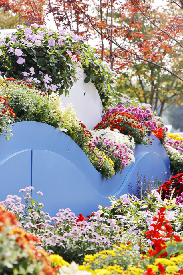 年度金秋盛宴来了，武汉城建集团邀您逛菊展、赏名菊、拍美照！