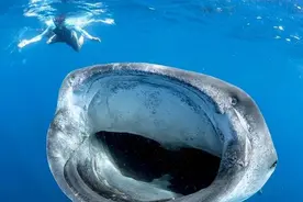 蓝鲸一次排便可达2吨！方圆百米遮天蔽日，竟被称为自然的恩赐？图片