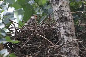 追鸟｜红脚隼：鸠占鹊巢？没错，就是我！图片