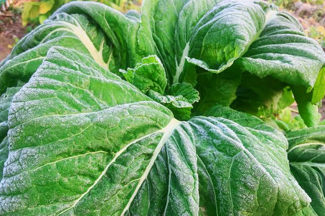 南方降温了，青菜被霜打了还能吃吗？和北方夏天放冰箱的一样吗？