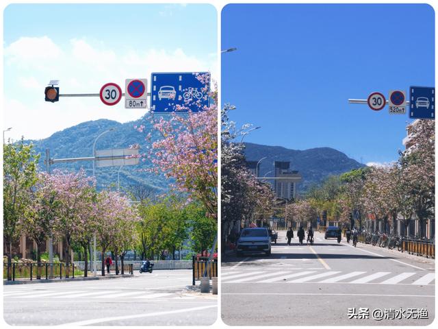 花香带路，福州三条私藏的羊蹄甲赏花小路